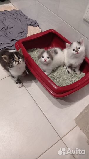 Отдам в добрые руки
