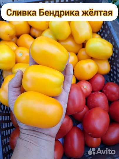 Томаты для закаток(семена)