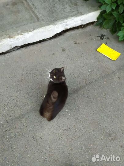 Кошка в добрые руки