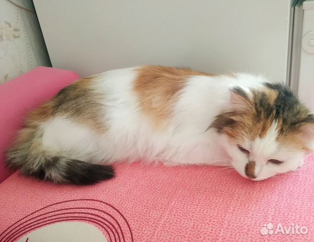 Трехцветная красавица в поисках дома