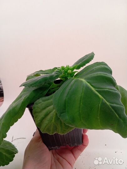 Продаю растюшки глоксинии