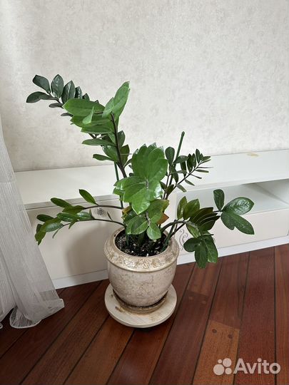 Замиокулькас 105 см