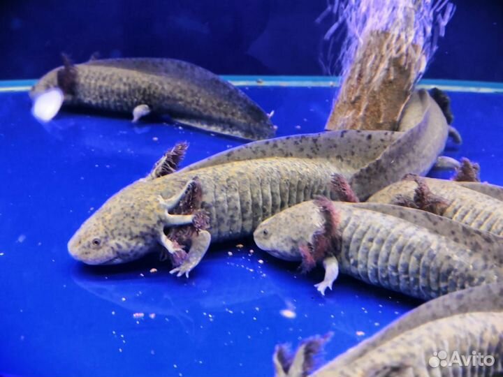 Аксолотль (Ambystoma mexicanum)