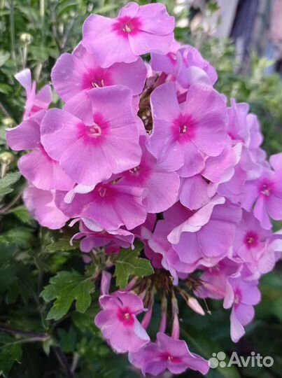 Многолетние цветы