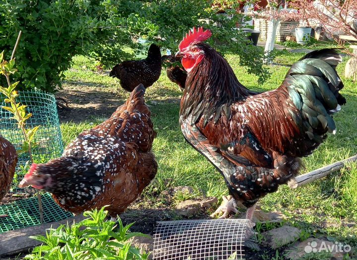 Суссекс фарфоровый. Инкубационное яйцо