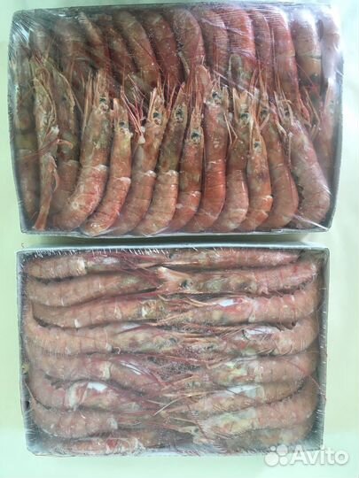 Лангустины -Аргентина