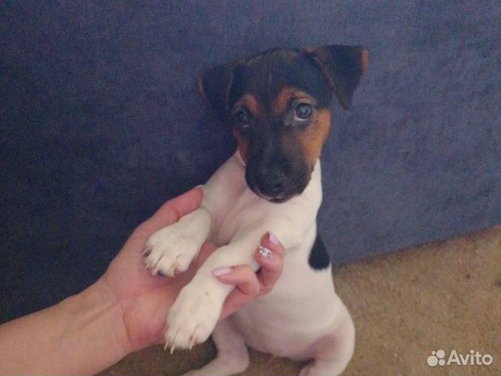 Щенки джек рассел терьер гладкошерстный