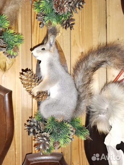 Чучело белки