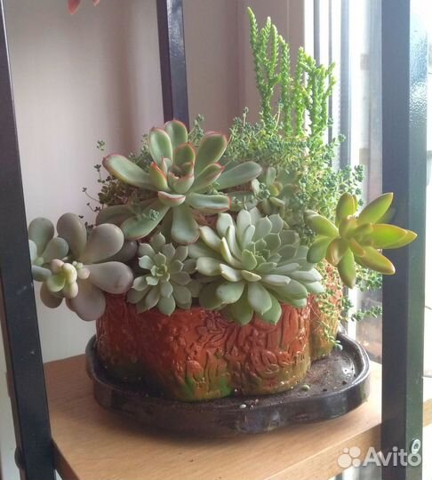 Суккуленты набор в керамическом кашпо