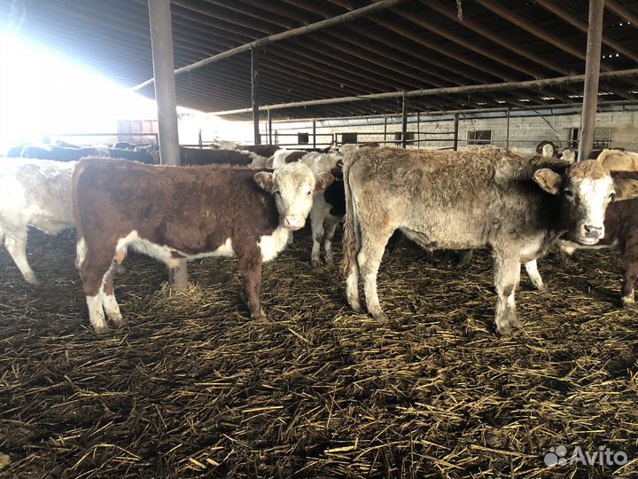 Бычки на откорм