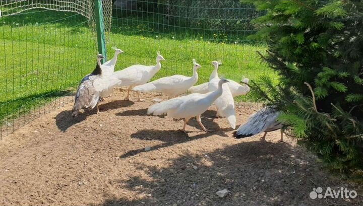 Павлины белые