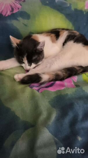 Кошки в добрые руки бесплатно