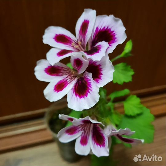 Пеларгония королевская сортовая