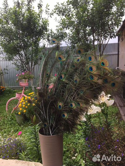 Перо павлина