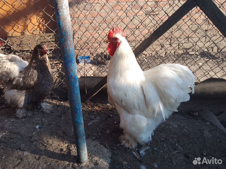 Петух брама и кохинхин