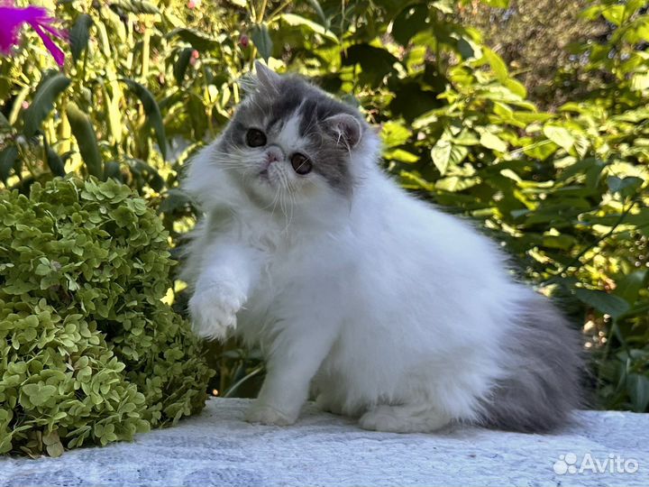 Персидская