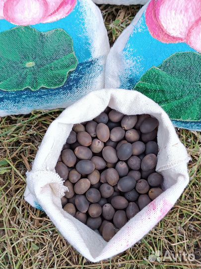 Лотос Каспийский семена опт