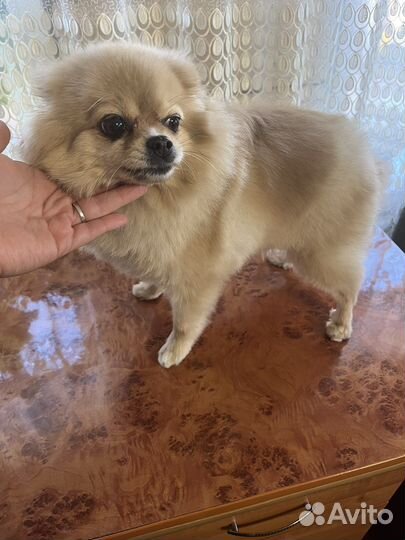 Груминг животных