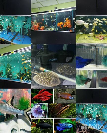 Аквариумные рыбки