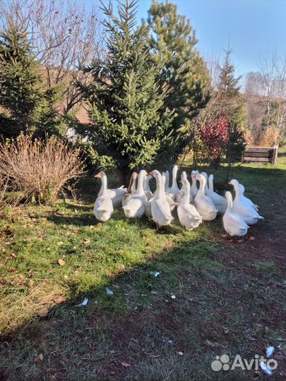Гуси домашние