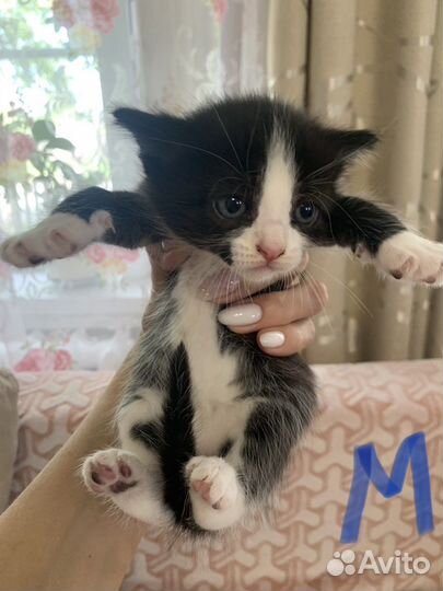 Котята отдам бесплатно