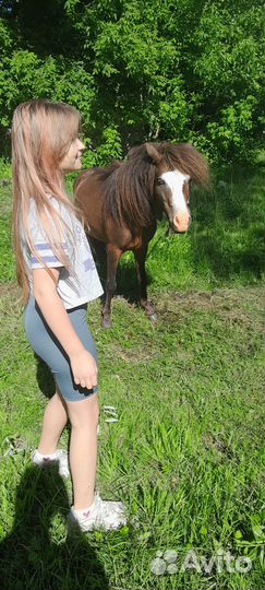 Продам пони. Ласковый мальчик