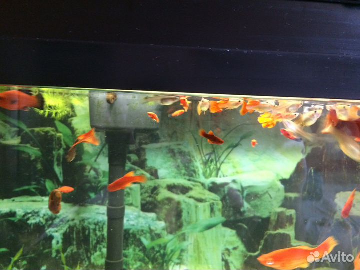Аквариумные рыбки гуппи