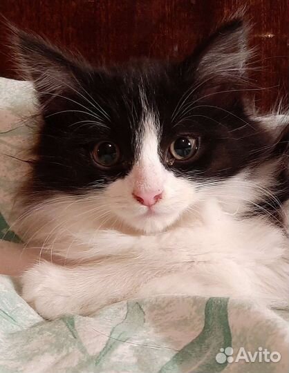 Пушистый малыш, спасенный из развалин