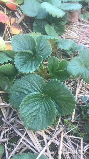 Разнорабочий