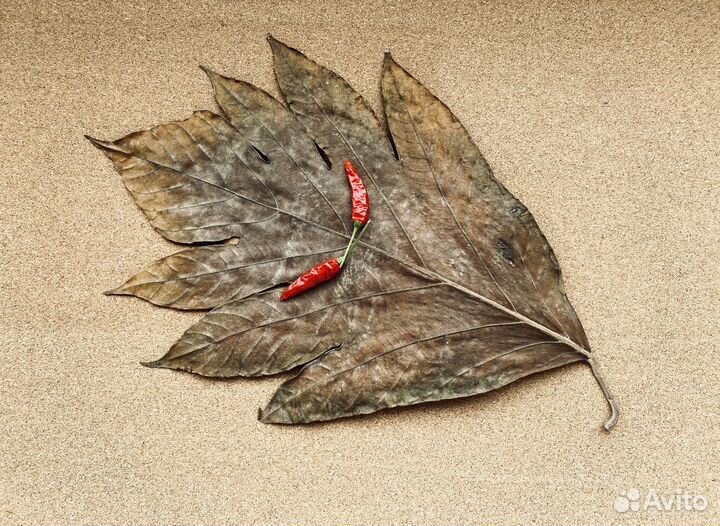 Сухие листья гербарий