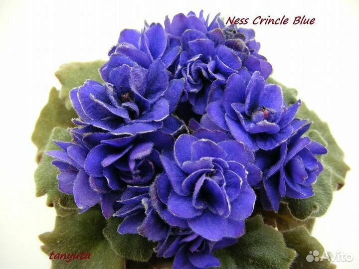 Мини фиалки, детки