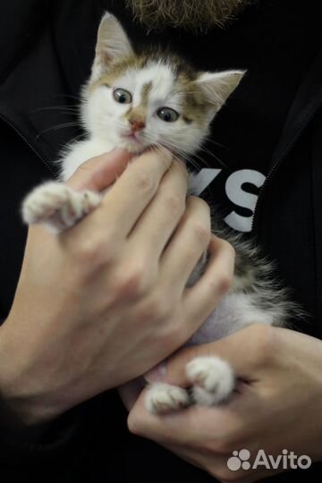 Котята девочки в добрые руки