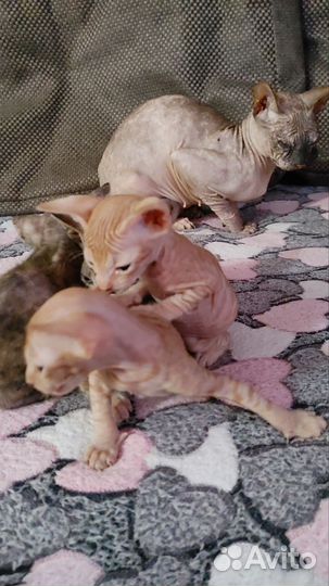 Котята сфинкс