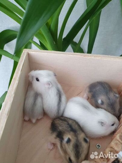 Джунгарские хомячки всех окрасов