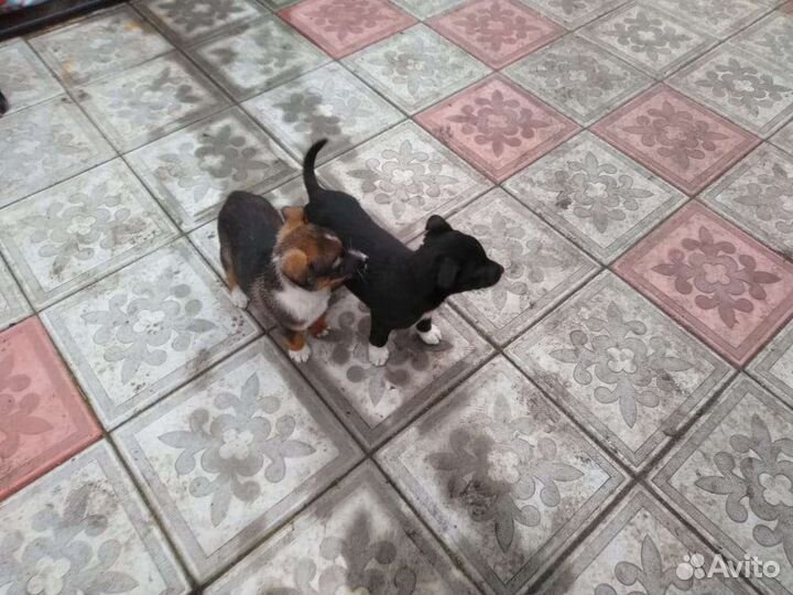 Щенки метисы питбуля