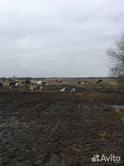 Ферма молочная