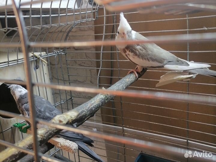 Попугай карелла