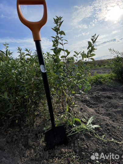 Саженцы жимолости оптом