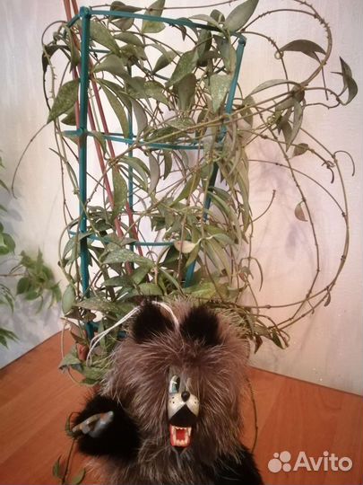 Хоя парвифлора