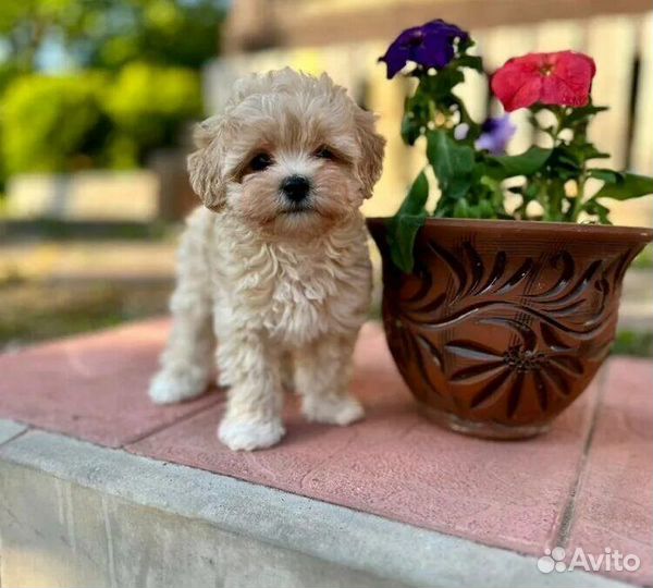 Мальтипу малыши