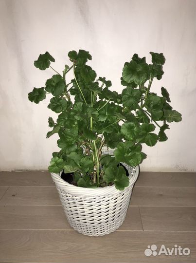 Кашпо из ротанга