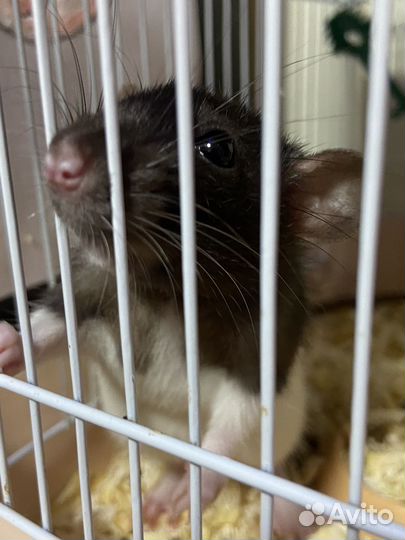 Крыска девочка