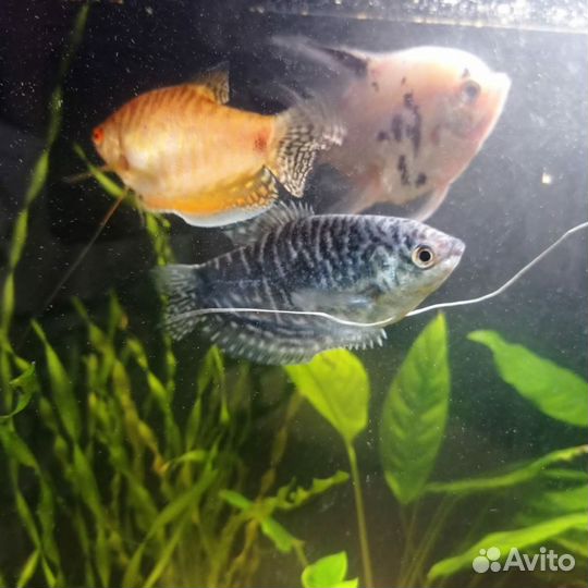 Аквариумы качественные полной комплектации