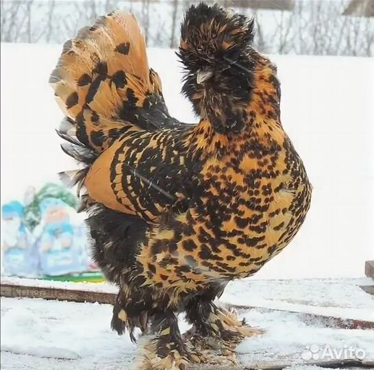 Курицы Павловские