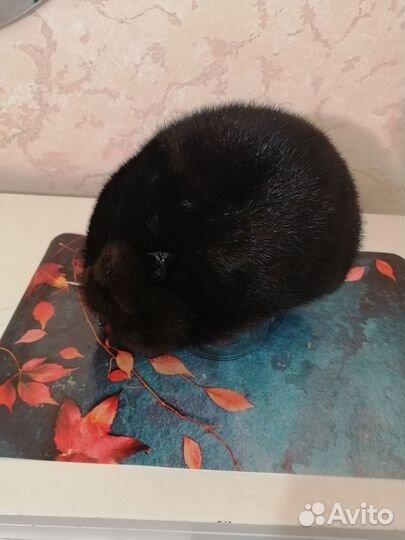 Берет женский норковый р 56