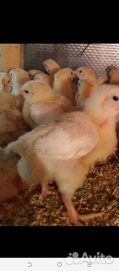 Цыплята бройлеры кооб 500