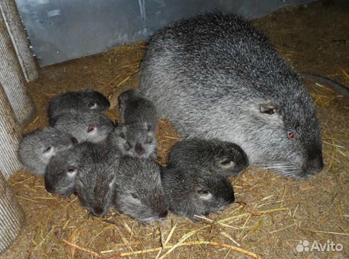 Нутрии малыши