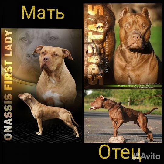 Щенки Американского Питбуль Терьера