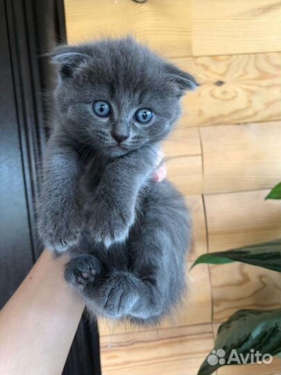 Котята сибирской кошки
