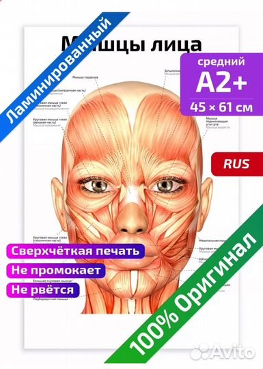 Анатомические плакаты